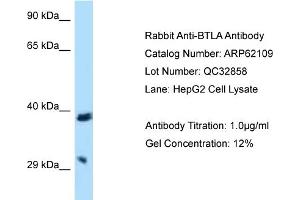 Western Blotting (WB) image for anti-B and T Lymphocyte Associated (BTLA) (C-Term) antibody (ABIN2789021) (BTLA anticorps  (C-Term))