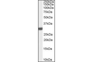 Image no. 1 for anti-Latexin (LXN) (C-Term) antibody (ABIN374848) (Latexin anticorps  (C-Term))