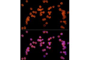 Immunofluorescence analysis of K-562 cells using Ube2L3 / UBCH7 Rabbit mAb (ABIN7271178) at dilution of 1:25 (40x lens). (UBE2L3 anticorps)