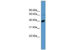 Western Blot showing OR2B2 antibody used at a concentration of 1. (OR2B2 anticorps  (C-Term))