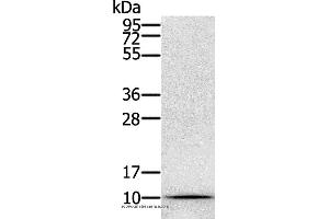 Western blot analysis of Hela cell, using GLRX Polyclonal Antibody at dilution of 1:800 (Glutaredoxin 1 anticorps)