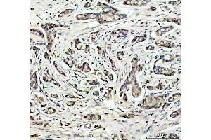 IHC analysis of SOD1 using anti-SOD1 antibody (ABIN3043438). (SOD1 anticorps  (C-Term))