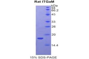 SDS-PAGE analysis of Rat Integrin alpha M (ITGAM) Protein.