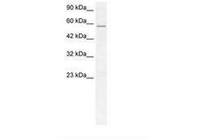 Image no. 1 for anti-GABA A Receptor delta (GABRD) (N-Term) antibody (ABIN202557) (GABRD anticorps  (N-Term))