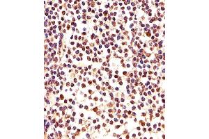 Immunohistochemical analysis of paraffin-embedded H.