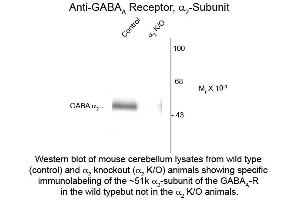 Western Blot of Anti-GABA(A) Receptor alpha 2 (Rabbit) Antibody - 600-401-D45 Western Blot of Anti-GABA(A) Receptor alpha 2 (Rabbit) Antibody. (GABRA2 anticorps  (Cytoplasmic Loop))