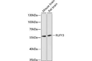 Western blot analysis of extracts of various cell lines, using RUFY3 antibody  at 1:3000 dilution. (RUFY3 anticorps  (AA 1-65))