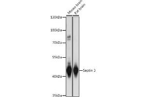 Western blot analysis of extracts of various cell lines, using Septin 3 antibody (ABIN7270204) at 1:1000 dilution. (Septin 3 anticorps  (AA 179-358))