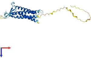 AlphaFold protein structure predicition of Human Recombinant CLDN14 Protein, UniprotID O95500