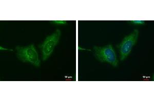 ICC/IF Image WNT11 antibody detects WNT11 protein at cytoplasm by immunofluorescent analysis.