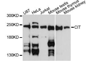Western blot analysis of extracts of various cell lines, using CIT antibody (ABIN6291923) at 1:3000 dilution.