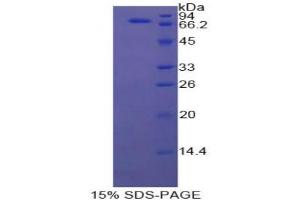 SDS-PAGE analysis of Cow HSPA1B Protein. (HSPA1B Protéine)