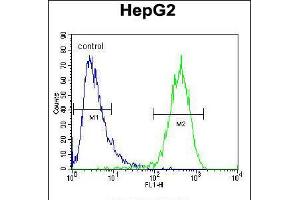 Flow cytometric analysis of HepG2 cells (right histogram) compared to a negative control cell (left histogram). (ABCC10 anticorps  (AA 767-793))