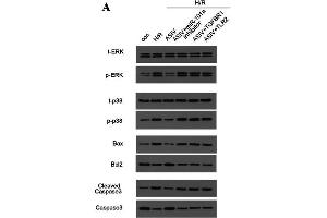 AS/IV reduces the expression of apoptosis-related proteins by regulating the MAPKs signaling pathway. (BAX anticorps  (AA 1-100))