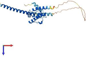 Sperm Flagellar 1 (SPEF1) (AA 1-234) protein (His tag)