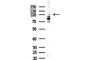 anti-Myocardin (MYOCD) (Internal Region) antibody