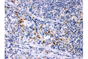 Anti- MCSF Picoband antibody, IHC(P) IHC(P): Rat Spleen Tissue (M-CSF/CSF1 anticorps  (AA 33-262))