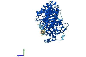 AlphaFold protein structure predicition of Human Recombinant TUBA8 Protein, UniprotID Q9NY65