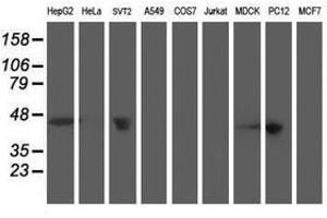 Image no. 5 for anti-Aminoacylase 1 (ACY1) antibody (ABIN1496453) (Aminoacylase 1 anticorps)