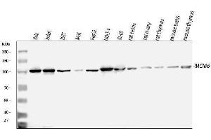 Western blot analysis of MCM6 using anti-MCM6 antibody (ABIN7600035). (MCM6 anticorps  (AA 14-821))