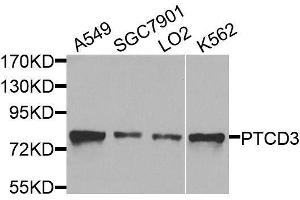 Western blot analysis of extracts of various cell lines, using PTCD3 antibody. (PTCD3 anticorps  (AA 450-689))
