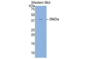Western Blotting (WB) image for anti-Cardiac Troponin T (cTnT) (AA 1-295) antibody (ABIN1860821) (Cardiac Troponin T2 anticorps  (AA 1-295))