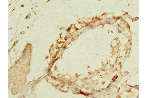 Immunohistochemistry of paraffin-embedded human testis tissue using ABIN7169096 at dilution of 1:100