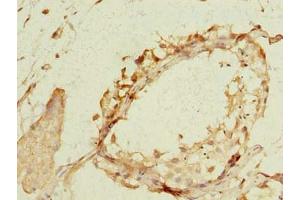 Immunohistochemistry of paraffin-embedded human testis tissue using ABIN7169096 at dilution of 1:100 (NEK11 anticorps  (AA 245-482))