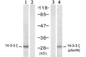 Western blot analysis of extract from NIH/3T3 cells, untreated or treated with TNF-α (20ng/ml, 5 min), using 14-3-3 ζ (Ab-58) antibody (E021188, lane 1 and 2) and 14-3-3 ζ (phospho-Ser58) antibody (E011181, lane 3 and 4). (14-3-3 zeta anticorps)
