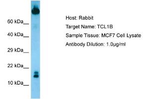 Host: RabbitTarget Name: TCL1BAntibody Dilution: 1. (TCL1B anticorps  (N-Term))