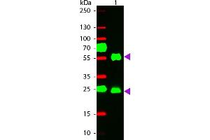 WBM - Mouse IgG (H&L) Antibody 549 Conjugated Pre-Adsorbed Western Blot of 549 conjugated Goat anti-Mouse IgG Pre-adsorbed secondary antibody. (Chèvre anti-Souris IgG Anticorps (DyLight 549) - Preadsorbed)