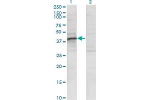 Western Blot analysis of RRAGB expression in transfected 293T cell line by RRAGB monoclonal antibody (M01), clone 2B8. (RRAGB anticorps  (AA 1-346))
