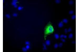 Immunofluorescence (IF) image for anti-Chromosome 9 Open Reading Frame 41 (C9orf41) antibody (ABIN1497060) (C9orf41 anticorps)