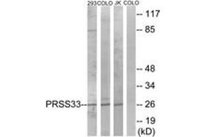 Western blot analysis of extracts from COLO/293/Jurkat cells, using PRSS33 Antibody. (PRSS33 anticorps  (AA 18-67))