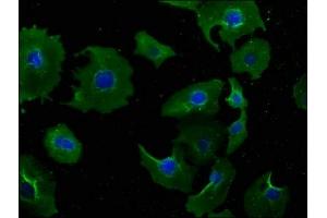 Immunofluorescence staining of A549 cells with ABIN7165582 at 1:100, counter-stained with DAPI.