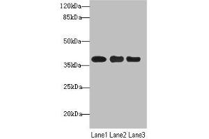 Western blot All lanes: UBE2Z antibody at 1. (UBE2Z anticorps  (AA 115-354))