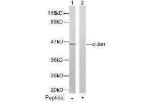 Image no. 2 for anti-Jun Proto-Oncogene (JUN) (Thr93) antibody (ABIN197130) (C-JUN anticorps  (Thr93))