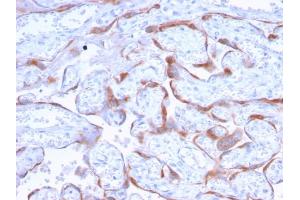 Formalin-fixed, paraffin-embedded human Placenta stained with PAPP-A Mouse Monoclonal Antibody (PAPPA/2718). (PAPPA anticorps  (AA 351-523))