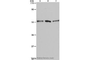 Western blot analysis of A549, Hela and 293T cell, using BAG5 Polyclonal Antibody at dilution of 1:500