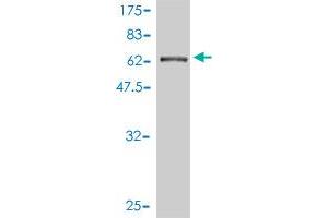 Western Blot detection against Immunogen (67.