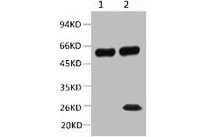 1) Input: Mouse Brain Tissue Lysate 2) IP product: IP dilute 1: 200 Western blot analysis: primary antibody : 1: 10000 Secondary antibody: Goat anti-Mouse IgG, Light chain specific (S003), 1: 5000 (TUBB2A anticorps)