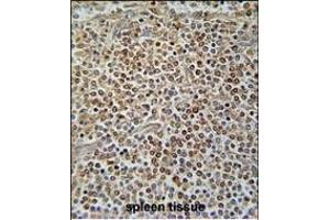 X7 Antibody (C-term) (ABIN654445 and ABIN2844179) immunohistochemistry analysis in formalin fixed and raffin embedded human spleen tissue followed by peroxidase conjugation of the secondary antibody and DAB staining. (PAX7 anticorps  (C-Term))