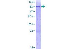 Image no. 1 for seryl-tRNA Synthetase 2, Mitochondrial (SARS2) (AA 1-518) protein (GST tag) (ABIN1319160)