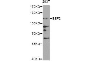 Western blot analysis of extracts of 293T cells, using EEF2 antibody. (EEF2 anticorps)