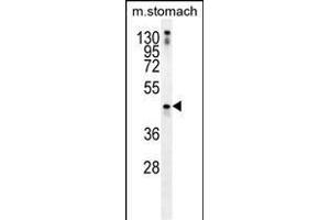 TRIM69 Antibody (N-term) (ABIN656042 and ABIN2845412) western blot analysis in mouse stomach tissue lysates (35 μg/lane). (TRIM69 anticorps  (N-Term))