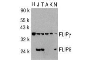 Western blot analysis of FLIP in total cell lysates from HeLa (H), Jurkat (J), THP-1 (T), A431 (A), K562 (K) and NIH3T3 (N) cells with AP30343PU-N FLIP antibody at 1/1000 dilution. (FLIP anticorps  (C-Term))