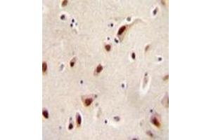 Immunohistochemistry analysis in formalin fixed and paraffin embedded human brain tissue reacted with IQCJ Antibody (C-term) followed by peroxidase conjugation of the secondary antibody and DAB staining. (IQCJ anticorps  (C-Term))