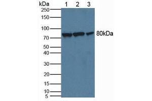 Figure. (Calpain 2 anticorps  (AA 45-514))