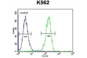 anti-Cleavage and Polyadenylation Specific Factor 7, 59kDa (CPSF7) (AA 434-463), (C-Term) antibody