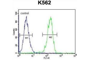 Flow Cytometric analysis of K562 cells using CPSF7 Antibody (C-term) Cat. (CPSF7 anticorps  (C-Term))